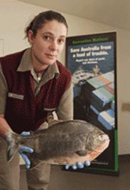Image of AQIS Officer Melissa Danielse holding Red Piranha