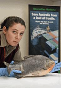 Image of AQIS officer Melissa Danielse holding a red piranha